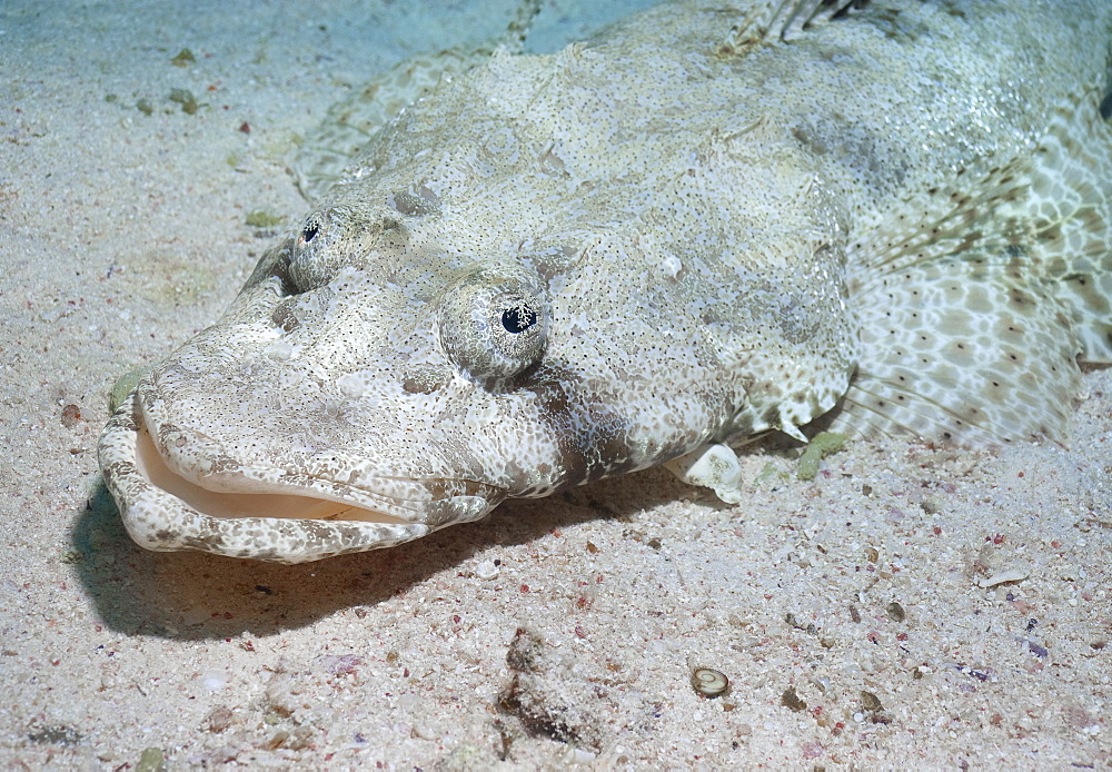 Indian Ocean Crocodilefish (Papilloculiceps Longiceps) Under water , diving, Hurghada, Red Sea, Egypt, Africa.