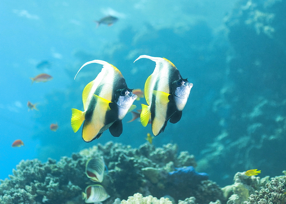 Red Sea Bannerfish (Heniochus Intermedius) Under water , diving, Hurghada, Red Sea, Egypt, Africa.