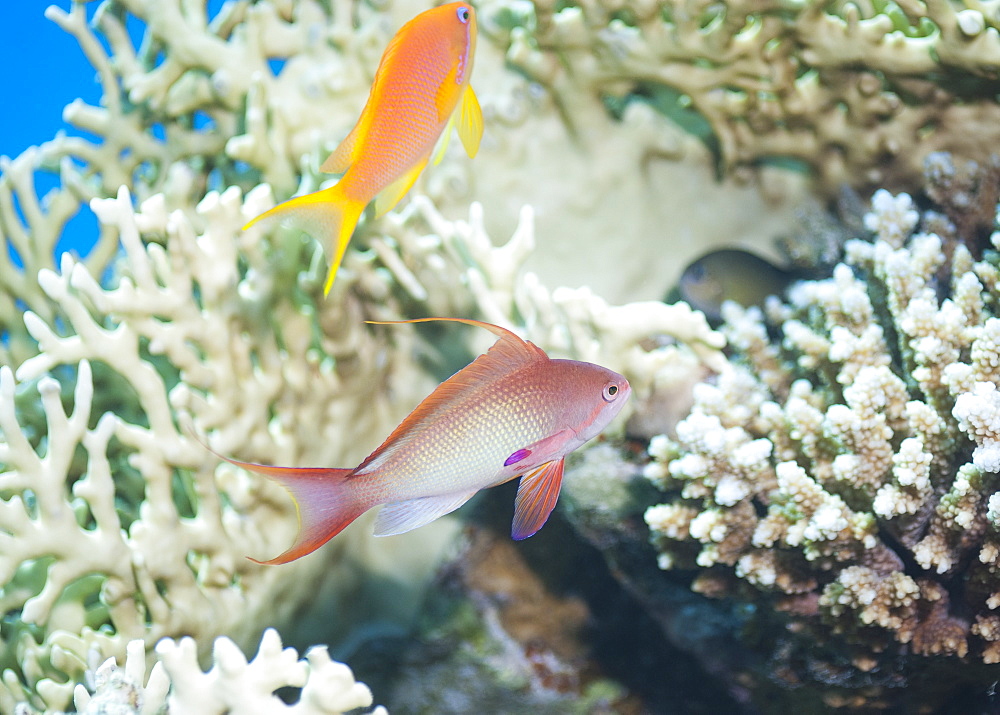 Lyretail Anthias (Pseudanthias Squamipinnis) Male, Under water , diving, Hurghada, Red Sea, Egypt, Africa.