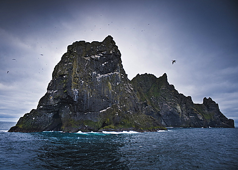 Wild gannets (Morus bassanus) colony, nesting. St. Kilda Islands, Outer Hebrides, Scotland, United Kingdom, Europe