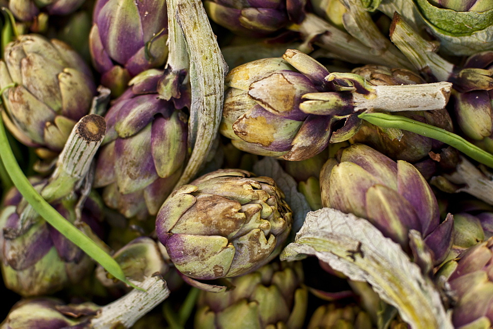 Globe artichokes, one of the local fresh vegetables at the Sunday morning market, Pollenca, Tramuntana, Mallorca, Balearic Islands, Spain, Europe