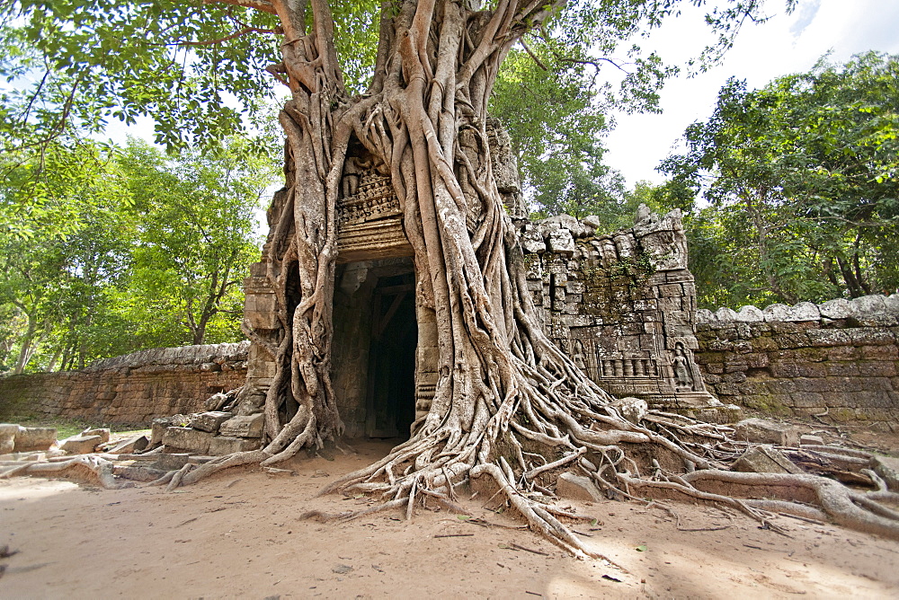 Ta Som, giant roots overgrowing on the gopura (entrance gate), Angkor, UNESCO World Heritage Site, Siem Reap, Cambodia, Indochina, Southeast Asia, Asia 