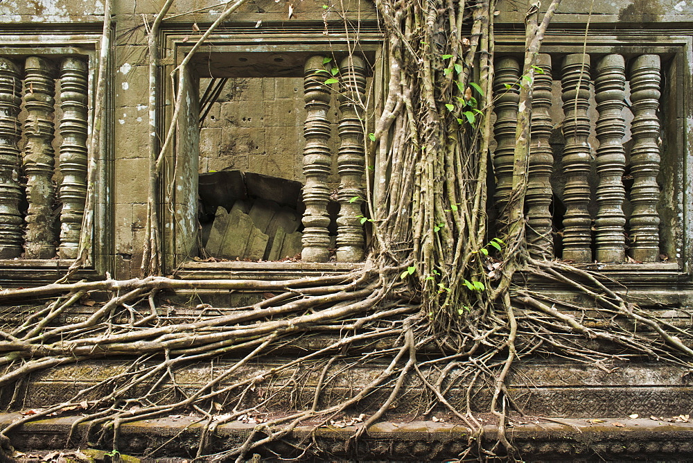 Ta Prohm Temple, Angkor, UNESCO World Heritage Site, Siem Reap, Cambodia, Indochina, Southeast Asia, Asia 