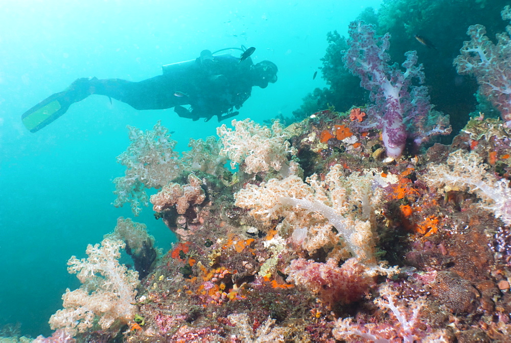 Scunba diver and reef, Southern Thailand, Thailand, Andaman Sea, Indian Ocean, Asia