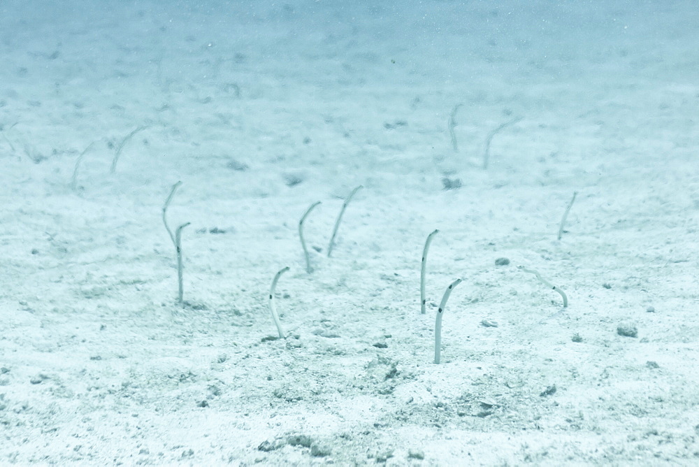 Spotted Garden Eel (Heteroconger hassi), Southern Thailand, Andaman Sea, Indian Ocean, Asia