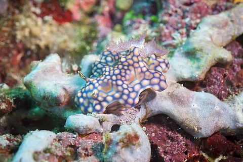 Chromodoris kuniei, a nudibranch, Southern Thailand, Andaman Sea, Indian Ocean, Southeast Asia, Asia