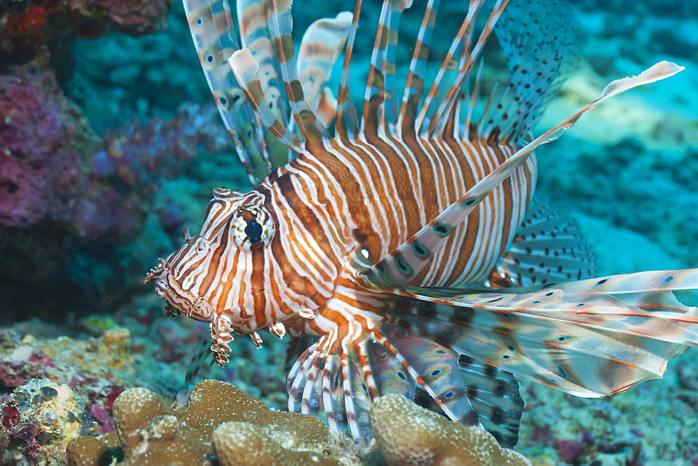 Scorpionfish (common lionfish) (Pterois miles), Southern Thailand, Andaman Sea, Indian Ocean, Asia