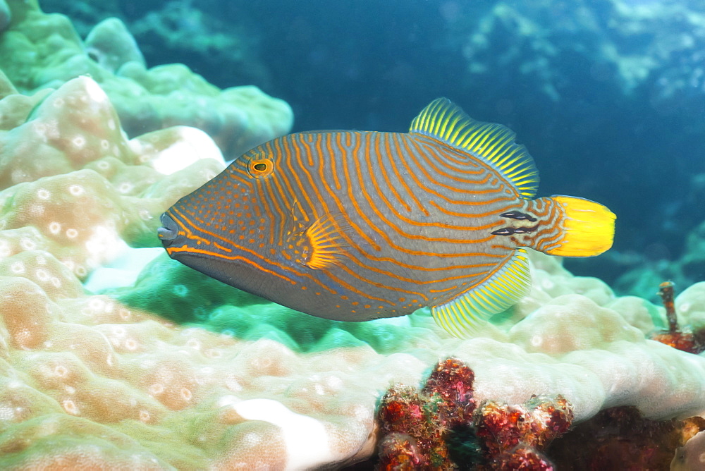 Orange Lined Triggerfish (Balistapus undulatus), Southern Thailand, Andaman Sea, Indian Ocean, Asia