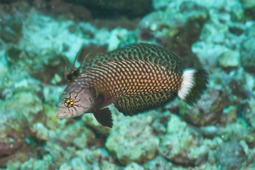 Rockmover Wrasse (Novaculichthys taeniourus), Southern Thailand, Andaman Sea, Indian Ocean, Asia