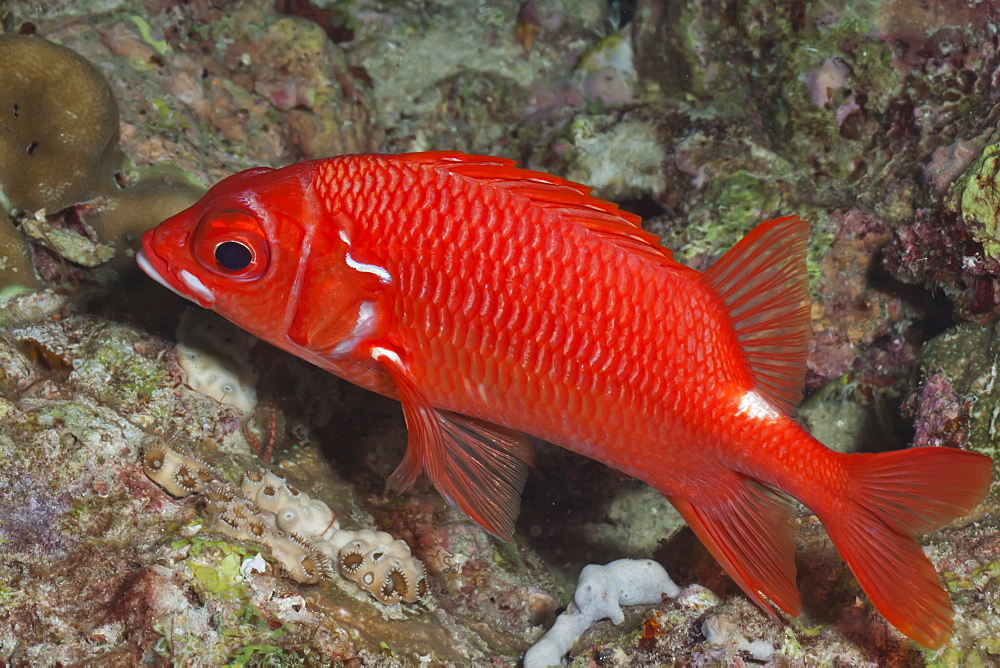 Whitetail Squirrelfish (Sargocentrum caudimaculatum), SouthernThailand, Andaman Sea, Indian Ocean, Asia