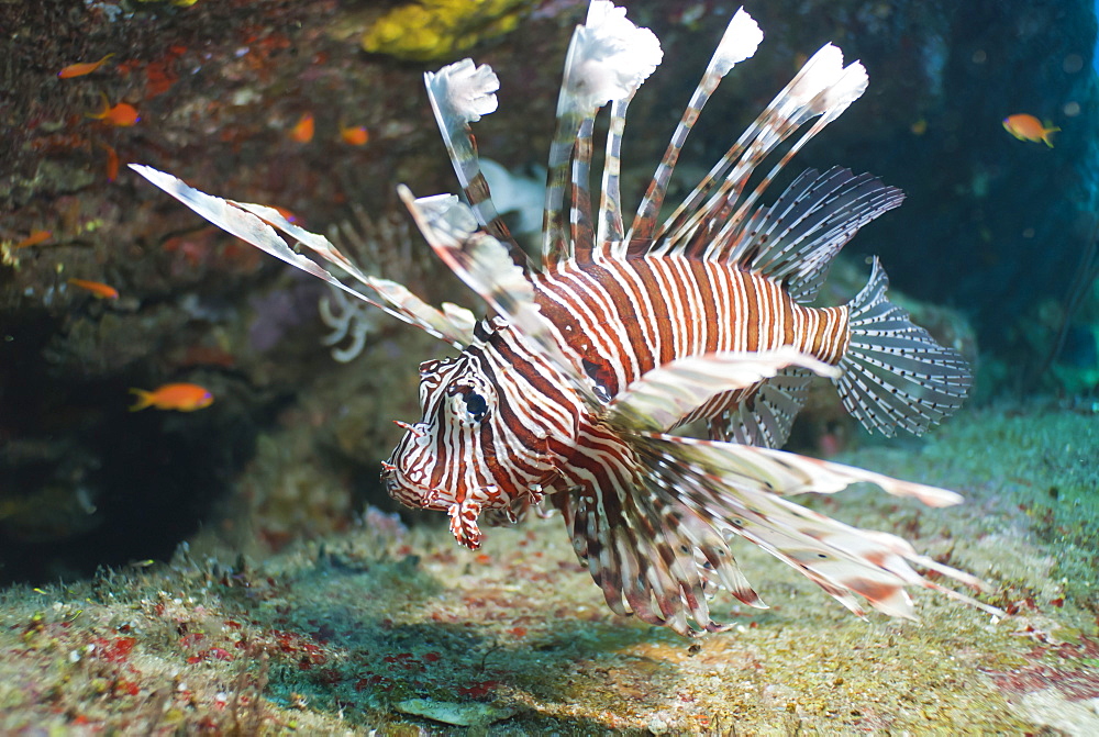 Scorpionfish (common lionfish) (Pterois miles), Southern Thailand, Andaman Sea, Indian Ocean, Asia