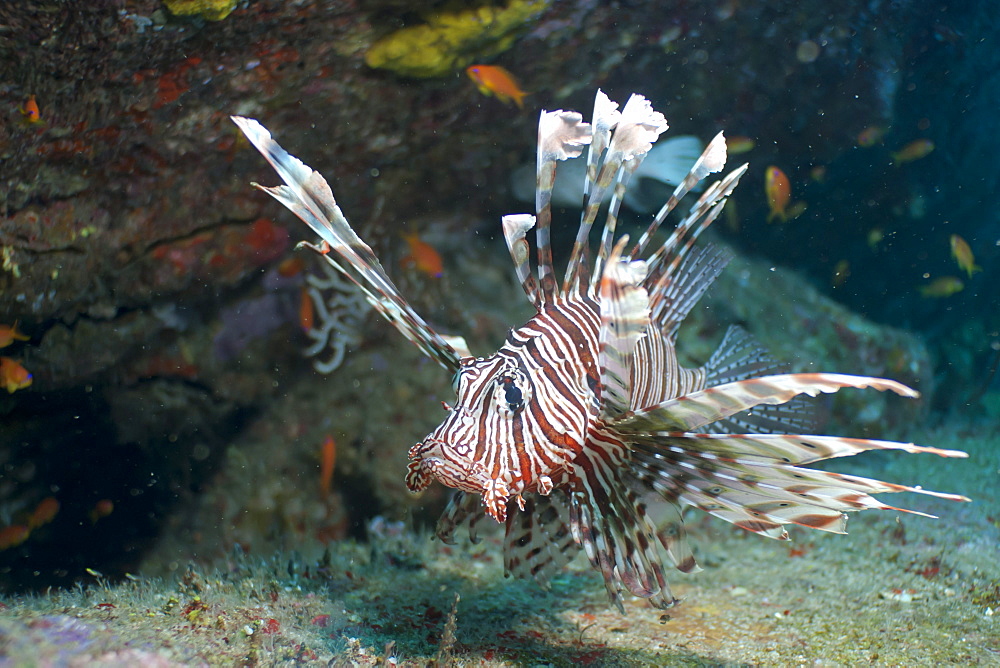 Scorpionfish (common lionfish) (Pterois miles), Southern Thailand, Andaman Sea, Indian Ocean, Asia