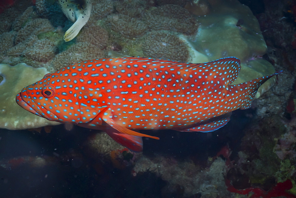 Coral hind (cephalopholis), Southern Thailand, Andaman Sea, Indian Ocean, Southeast Asia, Asia