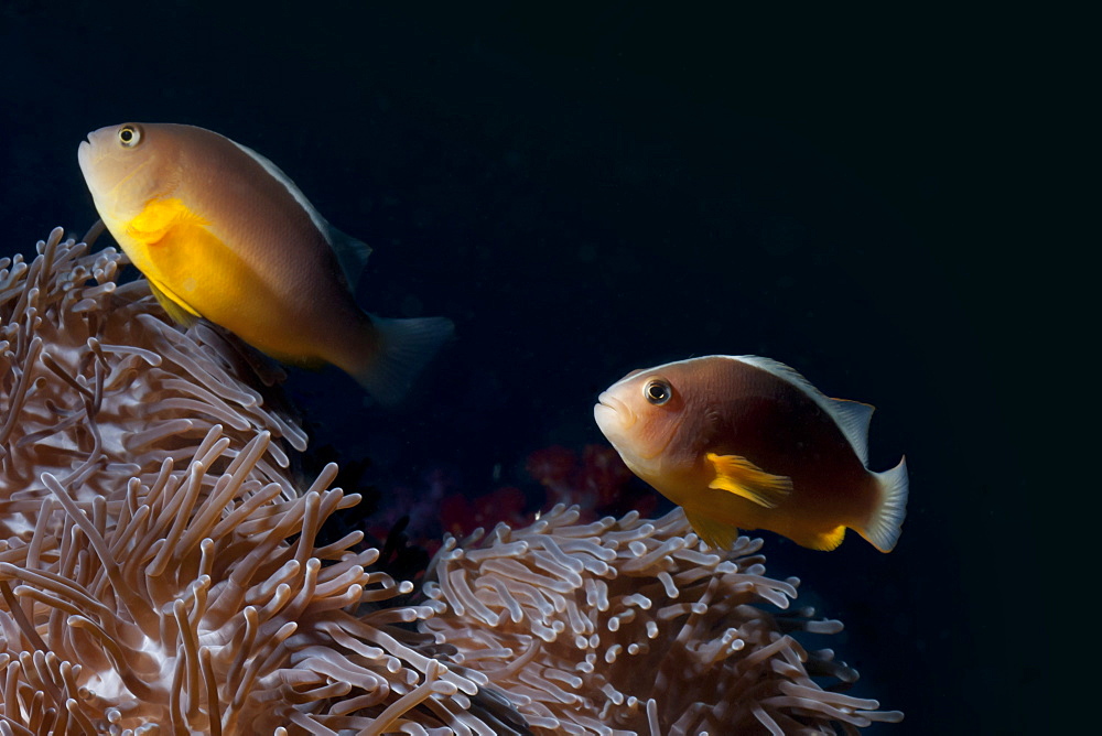 Anemonefish (Amphiprion ocellaris) and sea anemone, Southern Thailand, Andaman Sea, Indian Ocean, Southeast Asia, Asia