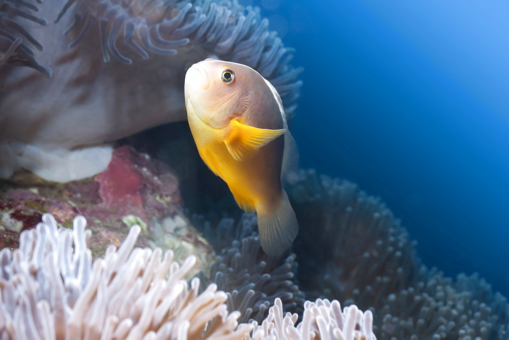 Anemonefish (Amphiprion ocellaris) and sea anemone, Southern Thailand, Andaman Sea, Indian Ocean, Southeast Asia, Asia