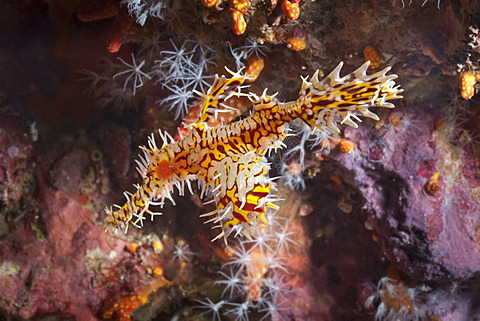 Harlequin ghost pipefish (Solenostomus paradoxus), Southern Thailand, Andaman Sea, Indian Ocean, Southeast Asia, Asia