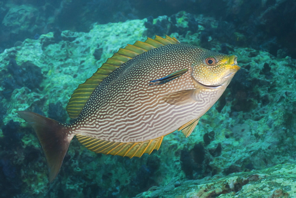 Maze rabbitfish (Siganus vermiculatus), Southern Thailand, Andaman Sea, Indian Ocean, Southeast Asia, Asia