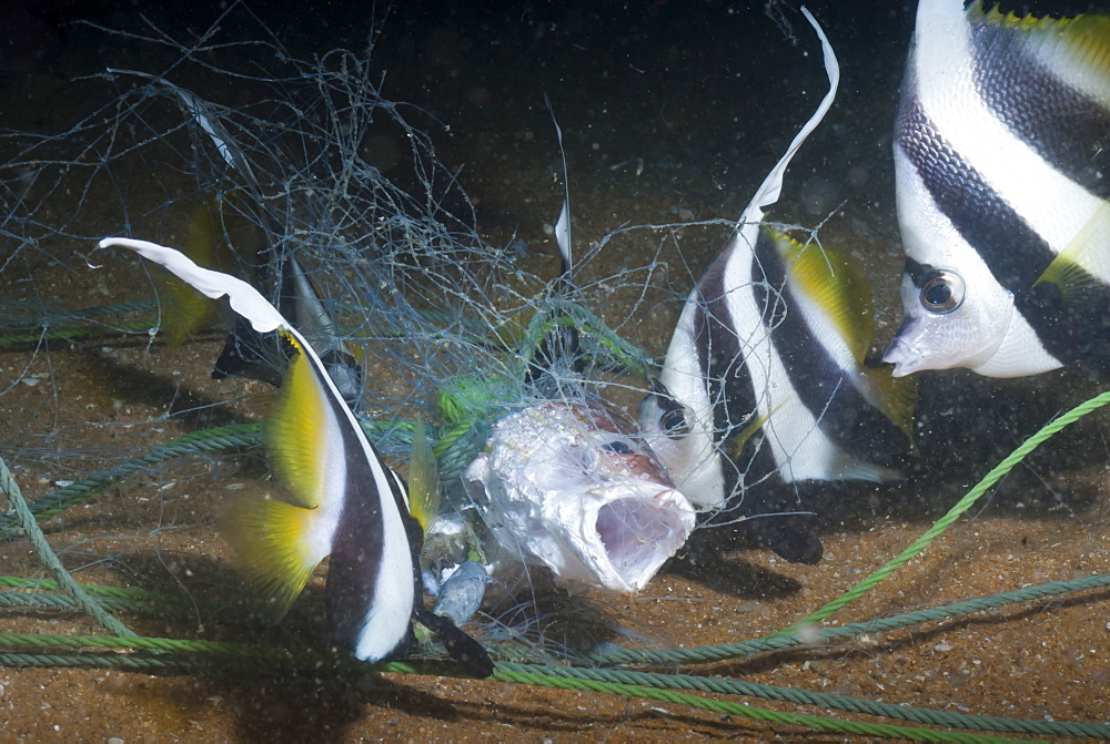 Moorish idol (Zanclus Ccornutus) caught in fishing net, Southern Thailand, Andaman Sea, Indian Ocean, Southeast Asia, Asia