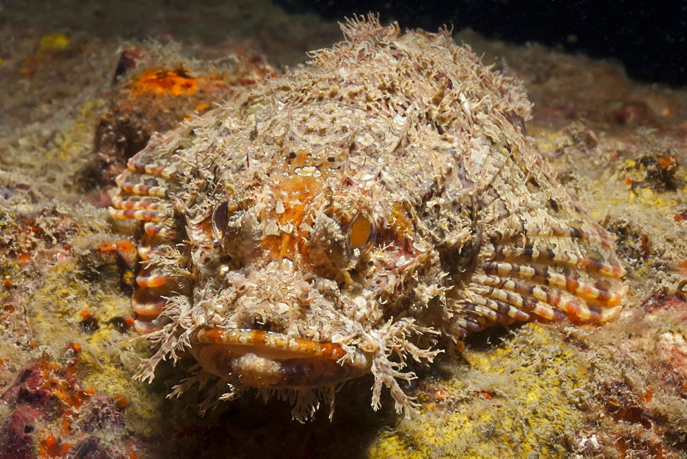 Scorpionfish (Scorpaenopsis), Southern Thailand, Andaman Sea, Indian Ocean, Southeast Asia, Asia