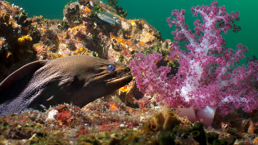 Giant moray eel (Gymnothorax javanicus), Southern Thailand, Andaman Sea, Indian Ocean, Southeast Asia, Asia