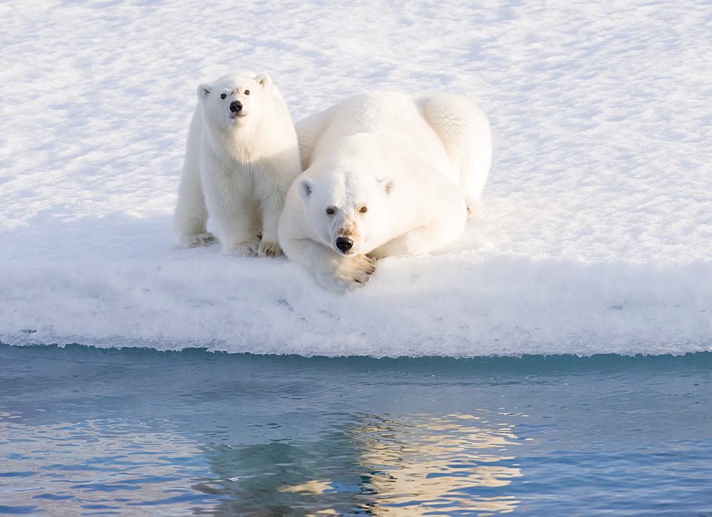 Two Polar Bears (Ursus maritimus). Longyearbyen, Svalbard, Norway