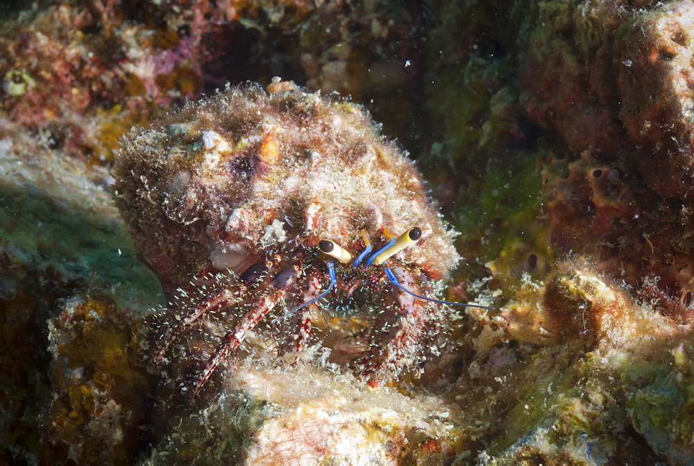 Hairy hermit crab (Aniculus elegans), SouthernThailand, Andaman Sea, Indian Ocean, Southeast Asia, Asia