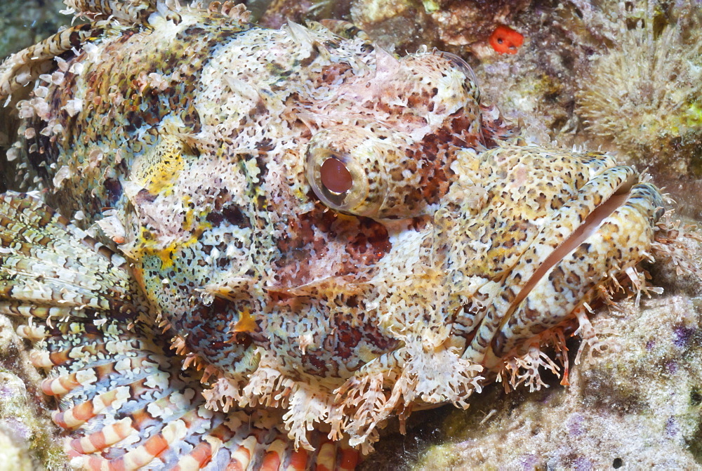 Scorpionfish (Scorpaenopsis), Southern Thailand, Andaman Sea, Indian Ocean, Southeast Asia, Asia