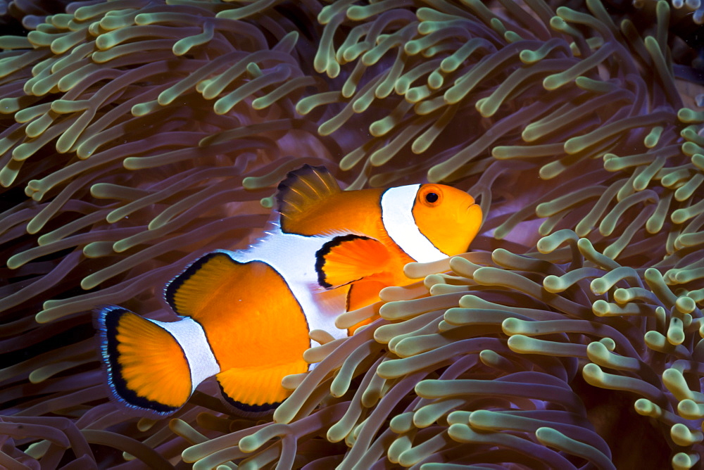 Western clown anemonefish (Amphiprion ocellaris) and sea anemone (Heteractis magnifica), Southern Thailand, Andaman Sea, Indian Ocean, Southeast Asia, Asia