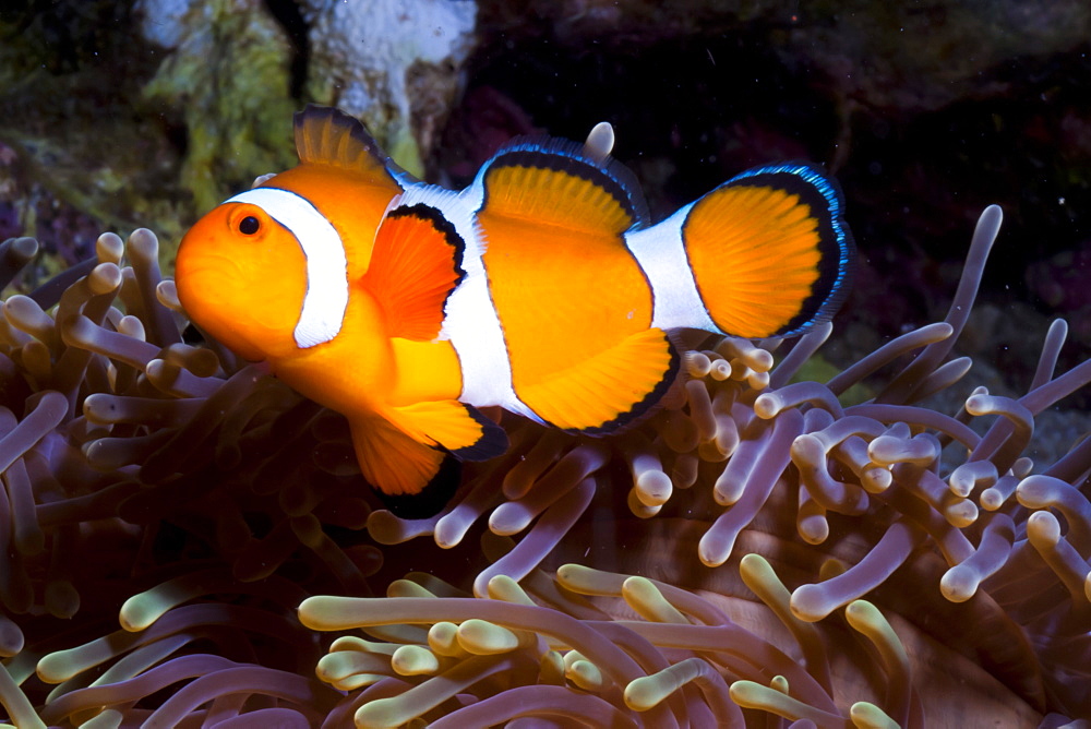 Western clown anemonefish (Amphiprion ocellaris) and sea anemone (Heteractis magnifica), Southern Thailand, Andaman Sea, Indian Ocean, Southeast Asia, Asia