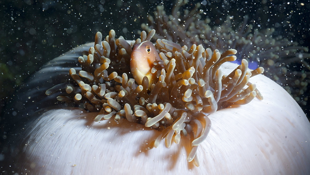 Anemonefish (Amphiprion ocellaris) and sea anemone, Southern Thailand, Andaman Sea, Indian Ocean, Southeast Asia, Asia