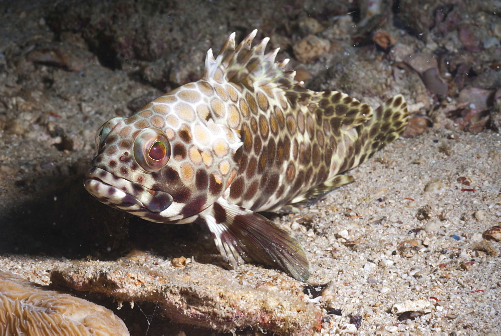 Longfin grouper (Epinephelus quoyanus), Southern Thailand, Andaman Sea, Indian Ocean, Southeast Asia, Asia