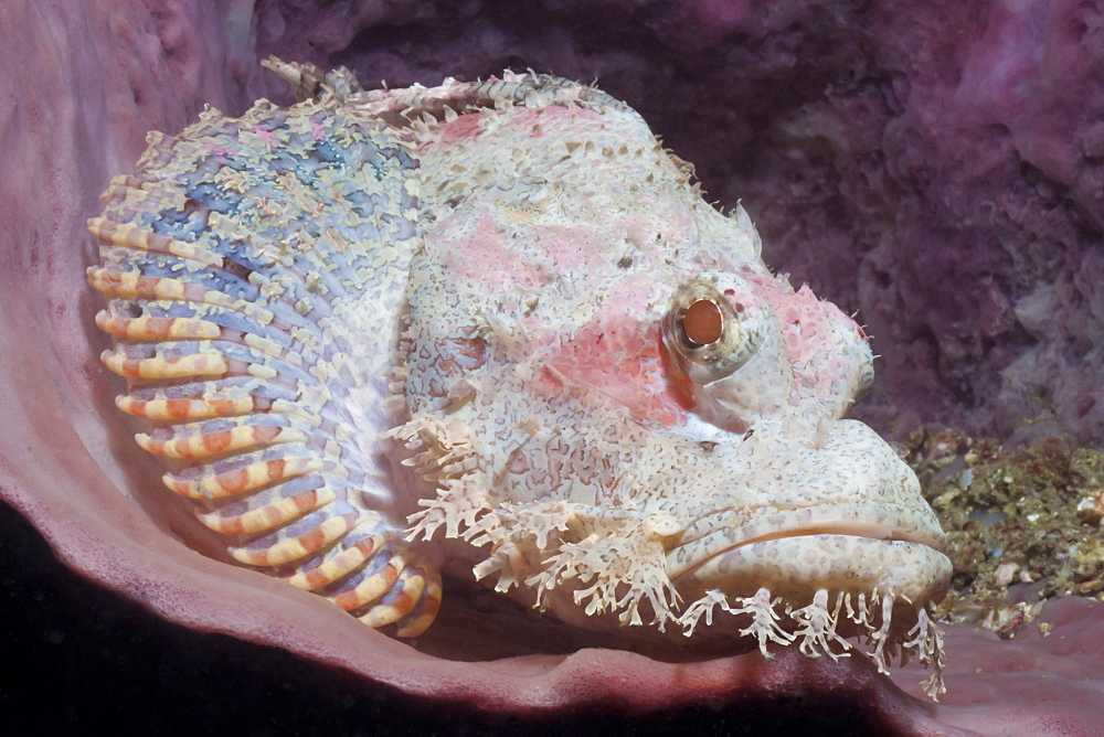 Scorpionfish (Scorpaenopsis), Southern Thailand, Andaman Sea, Indian Ocean, Southeast Asia, Asia