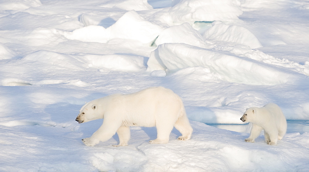 Two Polar Bears (Ursus maritimus). Longyearbyen, Svalbard, Norway