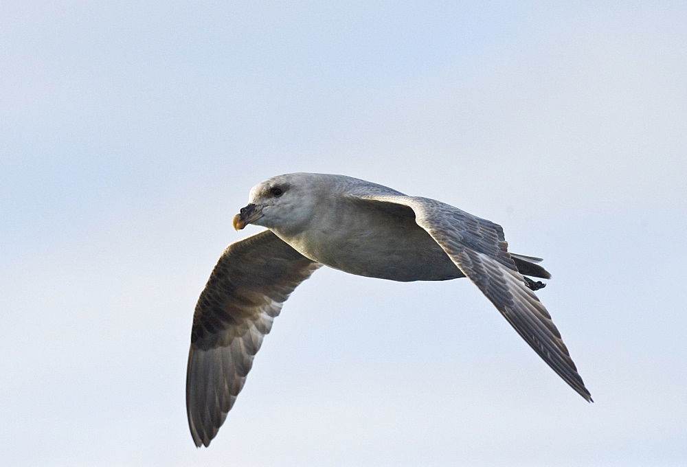 Sladie Back Gull. Longyearbyen,  City Center, Svalbard, Norway