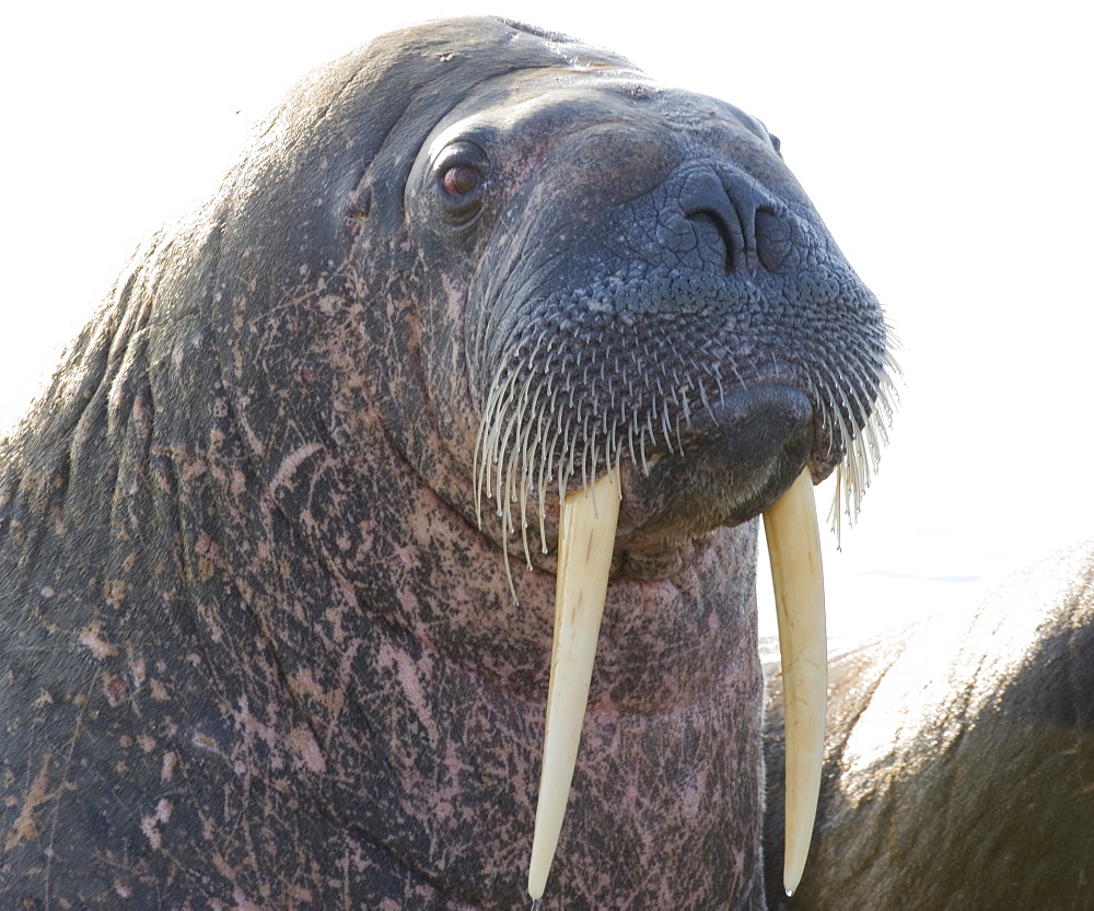 Walrus (Odobenus rosmarus), Rookery, Haul Out, Colony. Longyearbyen, Svalbard, Norway