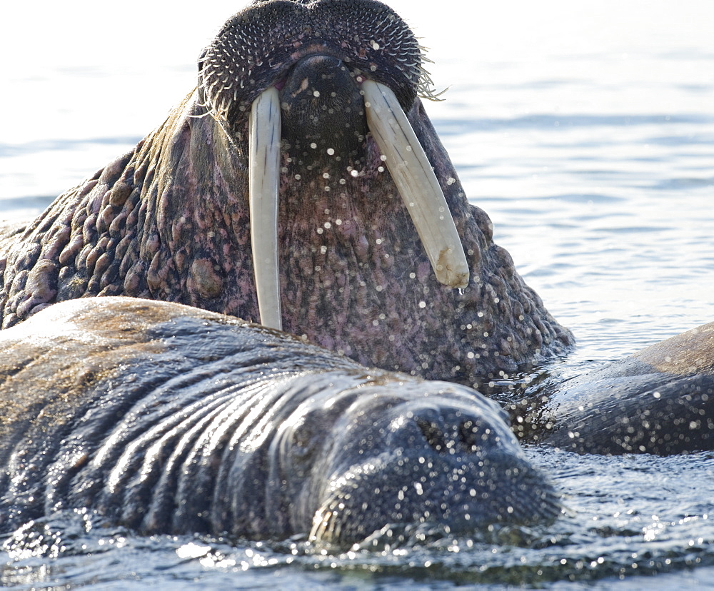 Walrus (Odobenus rosmarus), Rookery, Haul Out, Colony. Longyearbyen, Svalbard, Norway