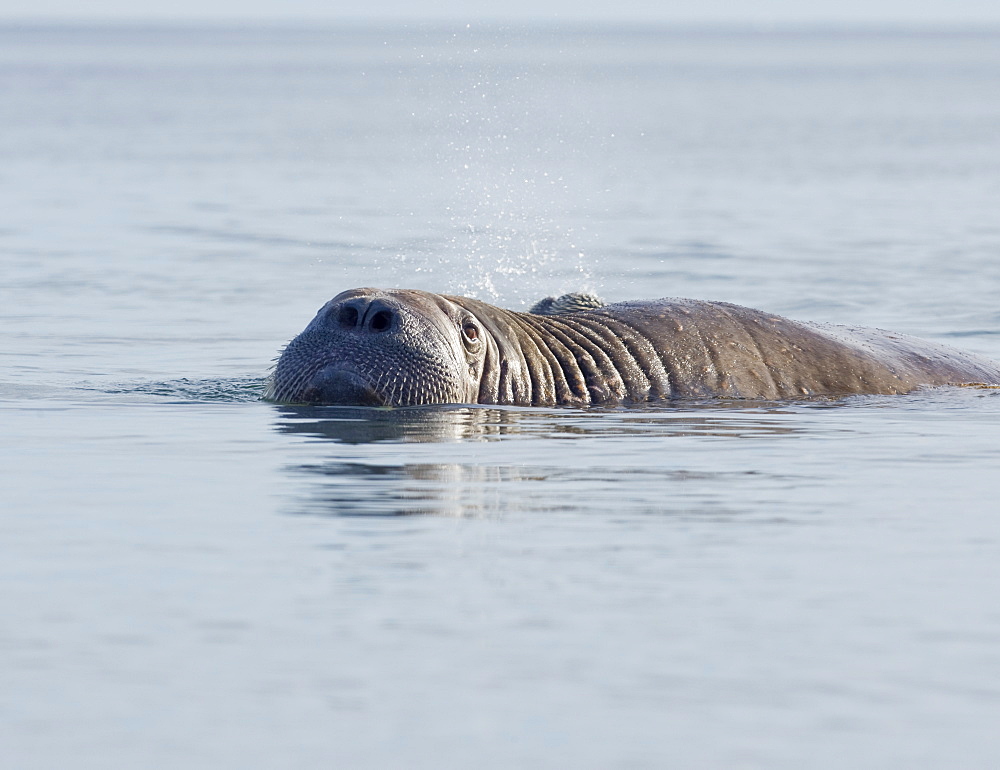 Walrus (Odobenus rosmarus), Rookery, Haul Out, Colony. Longyearbyen, Svalbard, Norway