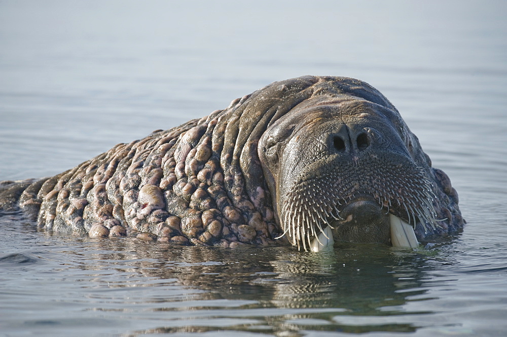 Walrus (Odobenus rosmarus), Rookery, Haul Out, Colony. Longyearbyen, Svalbard, Norway