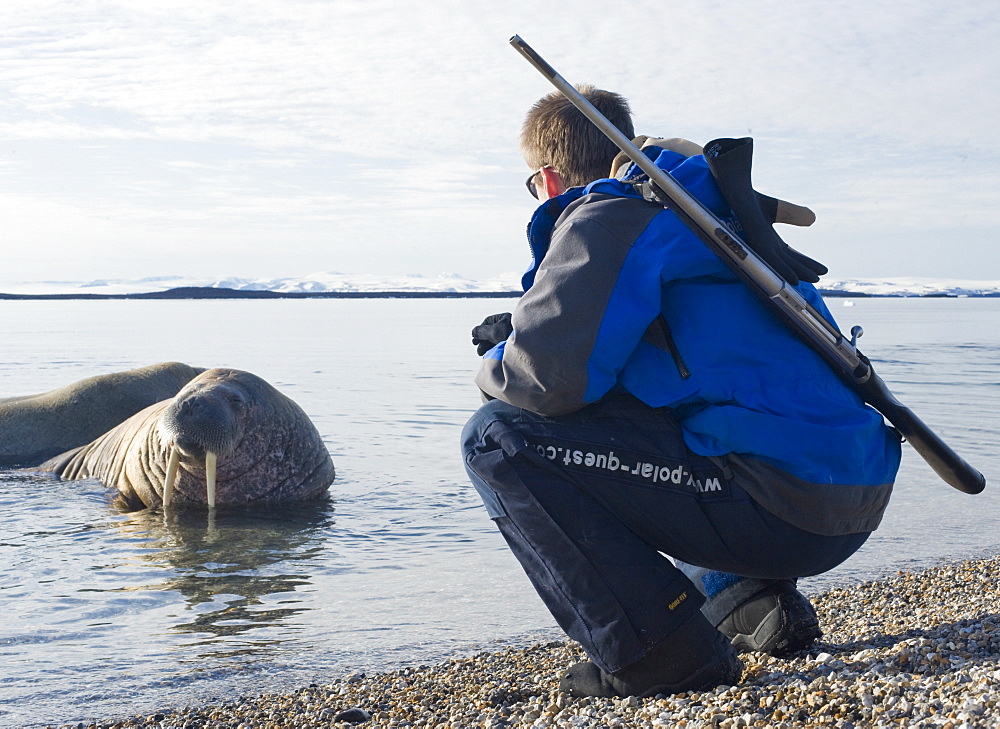 Walrus (Odobenus rosmarus), Rookery, Haul Out, Colony, man, gun, scout, guuide. Longyearbyen, Svalbard, Norway