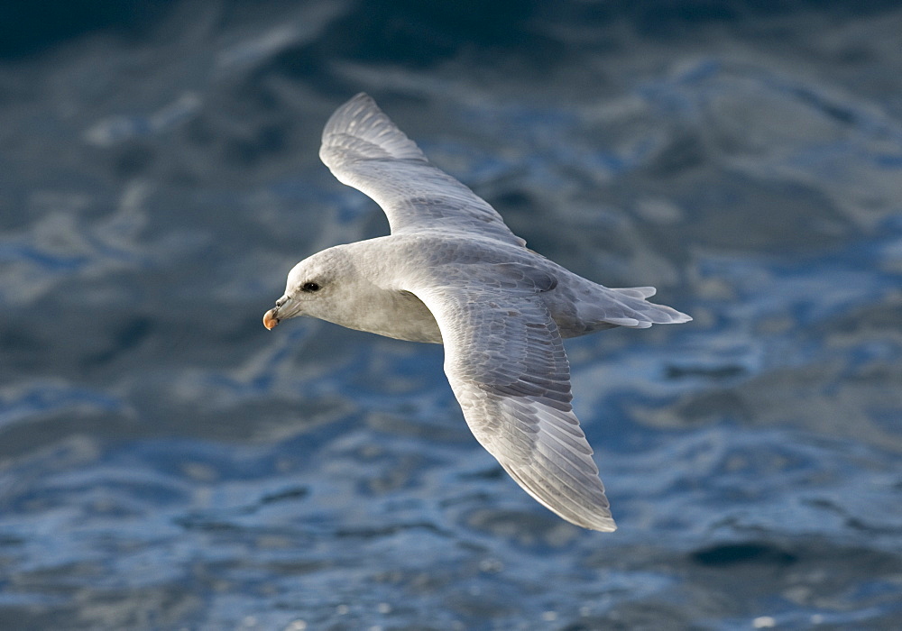 Sladie Back Gull. Longyearbyen,  City Center, Svalbard, Norway