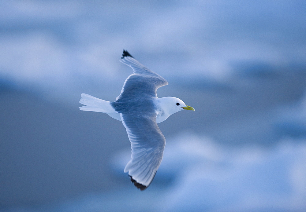 Kittiwake (Larus tridactyla). Longyearbyen, Svalbard, Norway