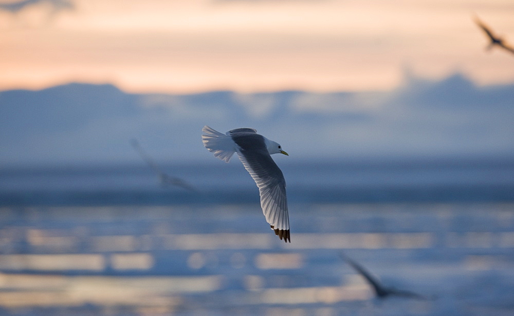 Slade back Gull. Longyearbyen, Svalbard, Norway