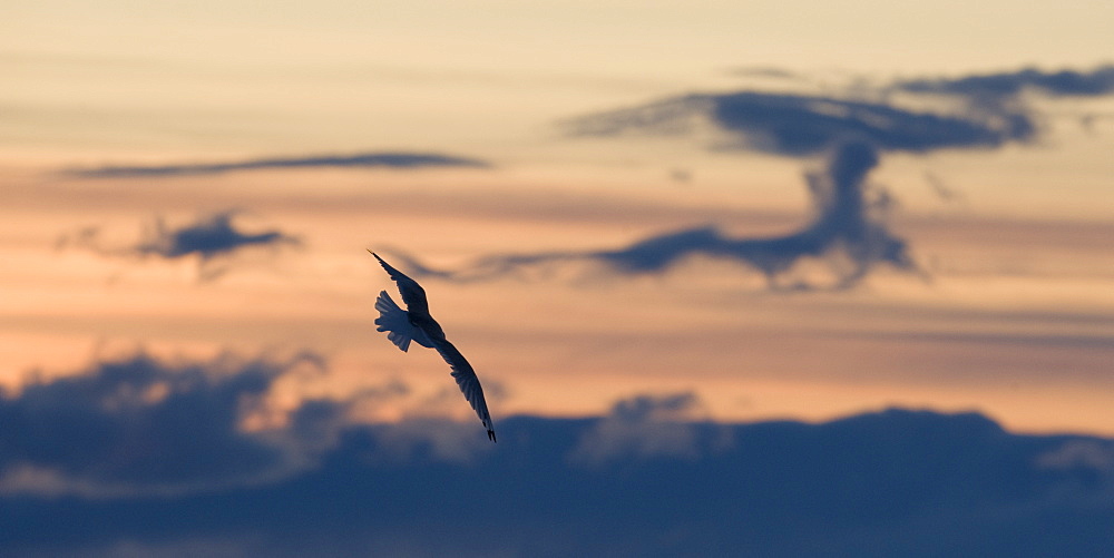 Slade back Gull (Fulmarus glacialis). Longyearbyen, Svalbard, Norway