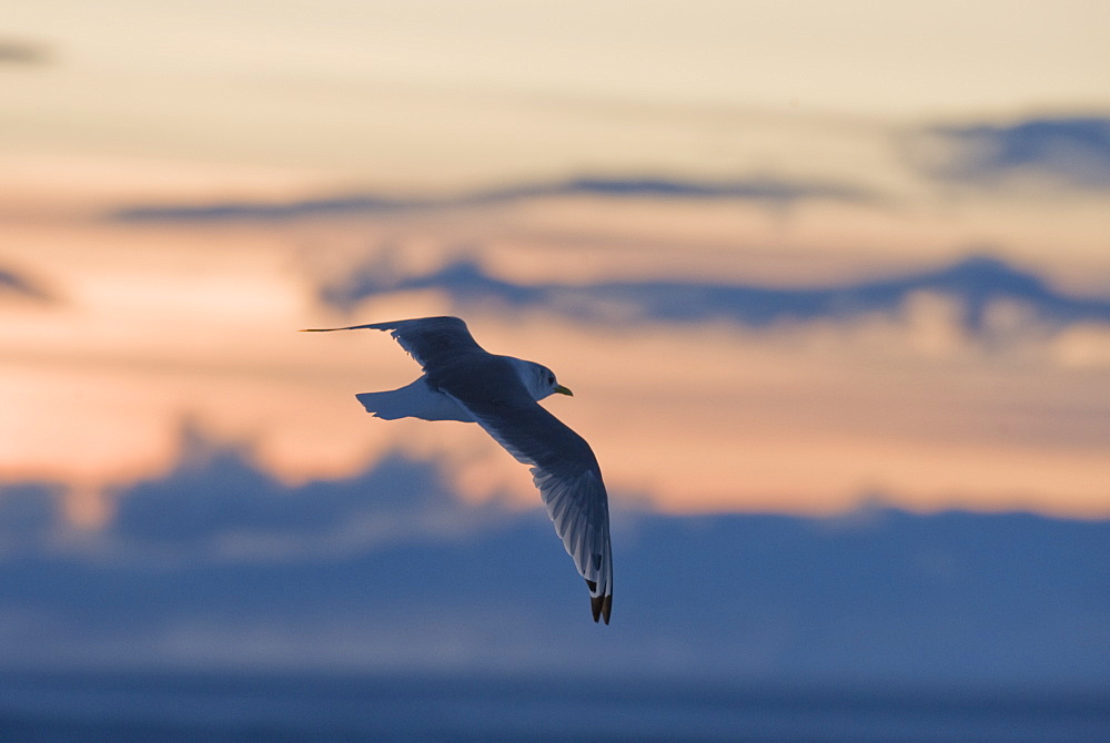 Slade back Gull (Fulmarus glacialis). Longyearbyen, Svalbard, Norway