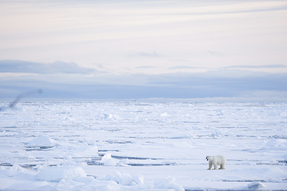 Polar Bear (Ursus maritimus). Longyearbyen, Svalbard, Norway