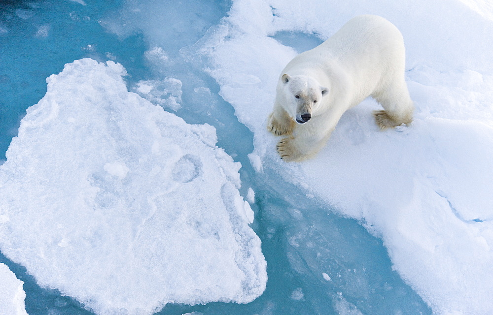 Polar Bear (Ursus maritimus). Longyearbyen, Svalbard, Norway   -  EXCLUSIVE Sale for calendar in France for 2012 ONLY