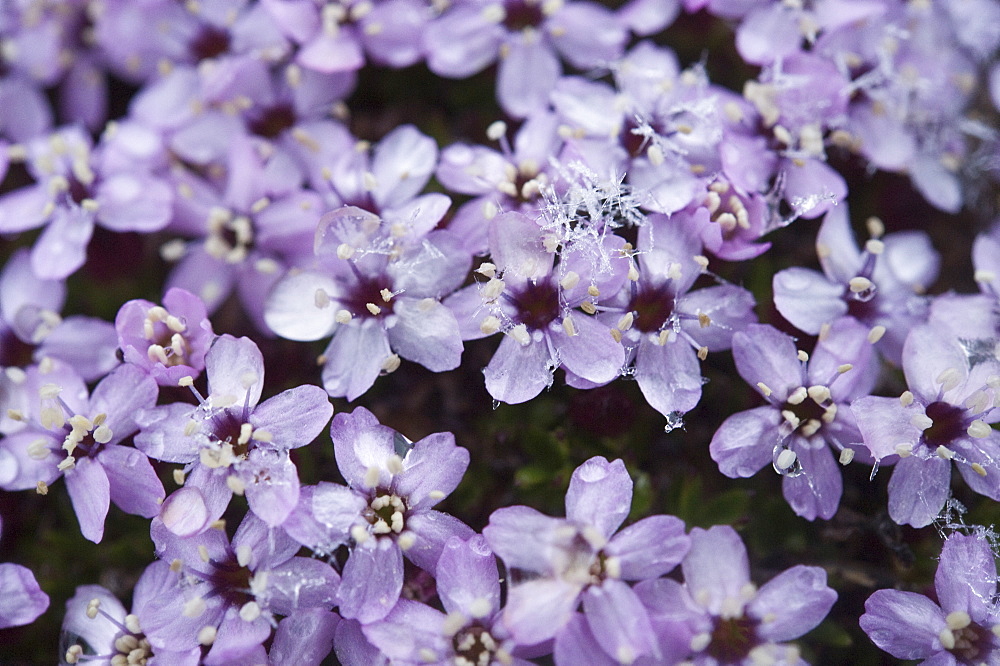 Arctic Flora . Svalbard, Norway