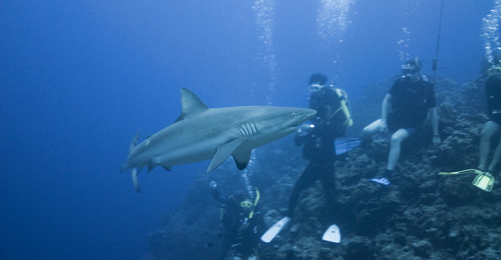 Shark feeding frenzy, shark feed, scuba divers. Cains, Queensland, Australia