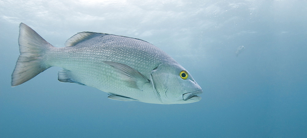 sea perch (Percomorphi). Cains, Queensland, Australia