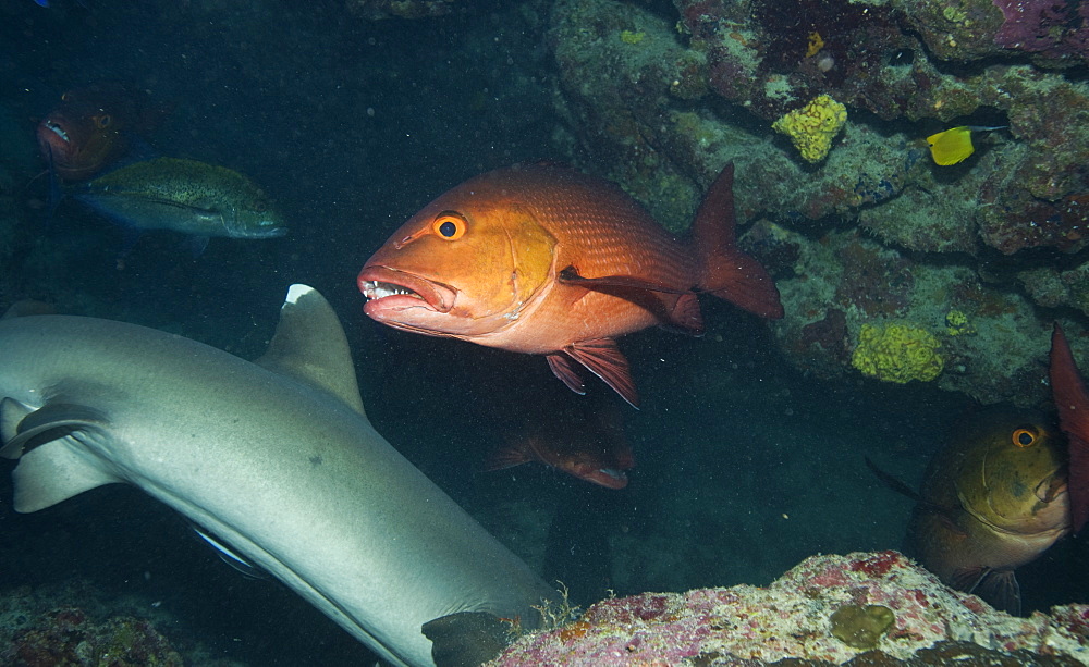 Whit tip reef shark (Triaenodon obesus), snapper. Cains, Queensland, Australia